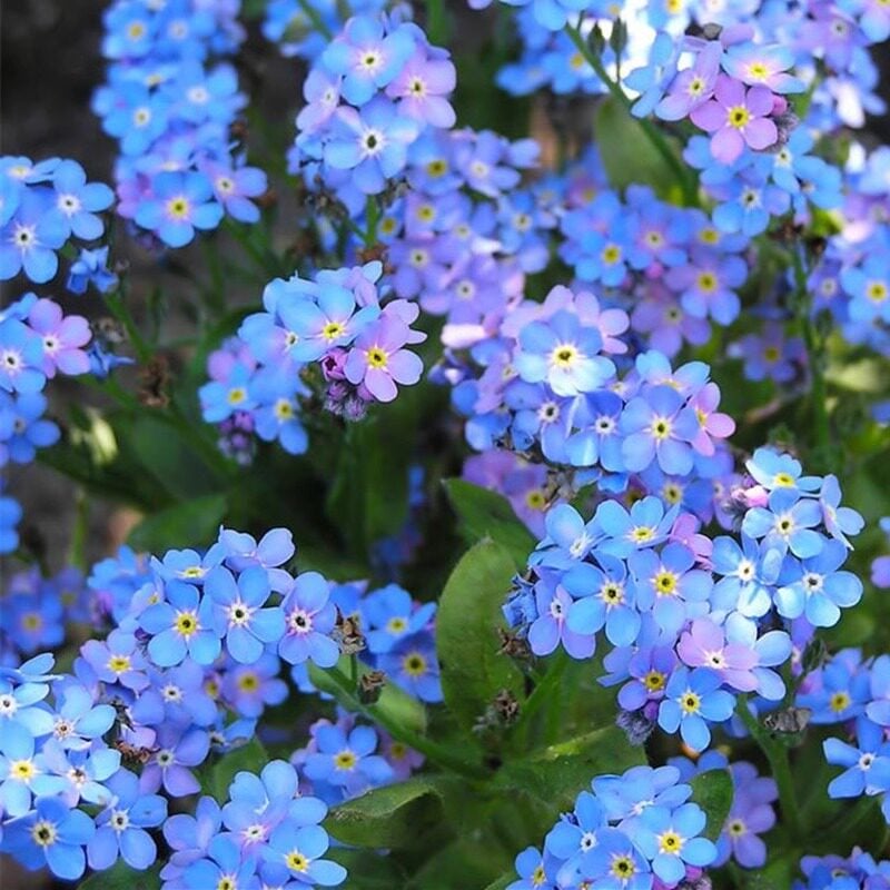 Semínka pomněnek Blue Memory – Kvalitní a testované květy do venkovské zahrady 🌿💙