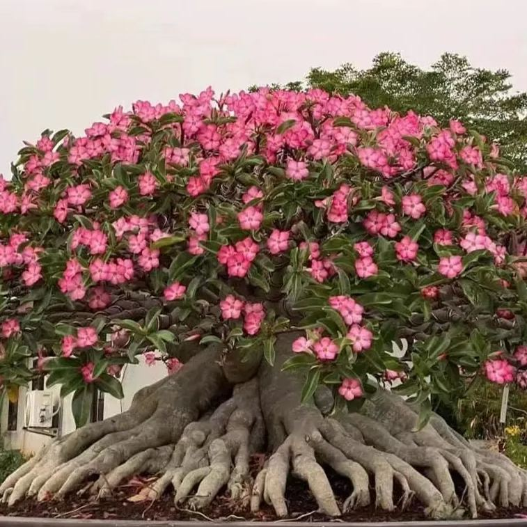 🎁Cibulky pouštní růže🌵Velmi snadná péče! 🌸Cibulky Adenium Obesum