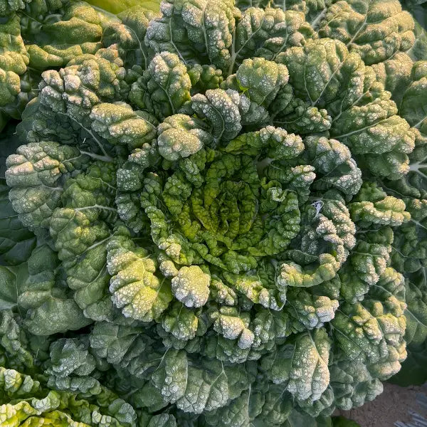 Semena Brassica Narinosa (WuTat Choy)
