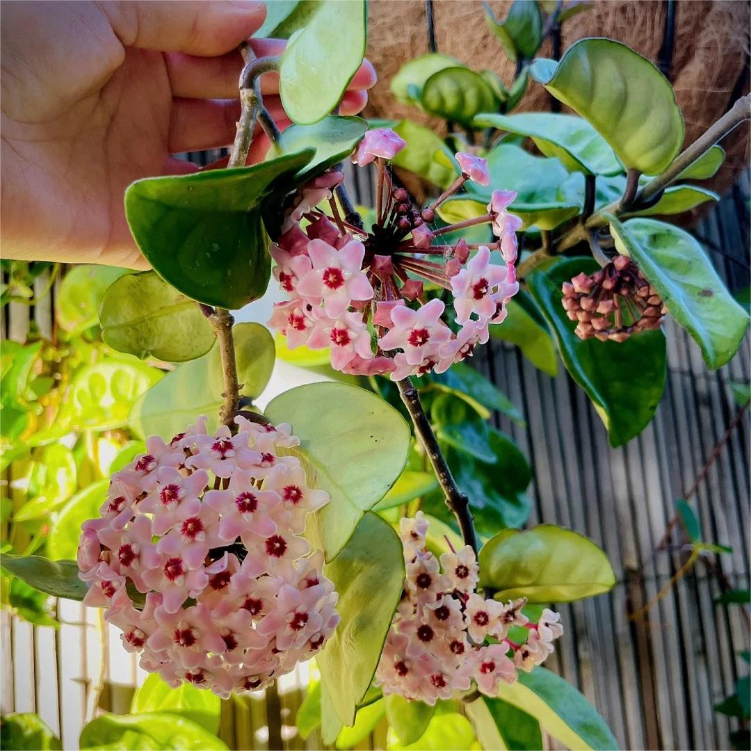 ✨Hoya Bulbs – Hvězdy padající z nebe✨