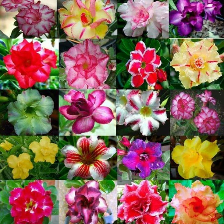 🎁Cibulky pouštní růže🌵Velmi snadná péče! 🌸Cibulky Adenium Obesum