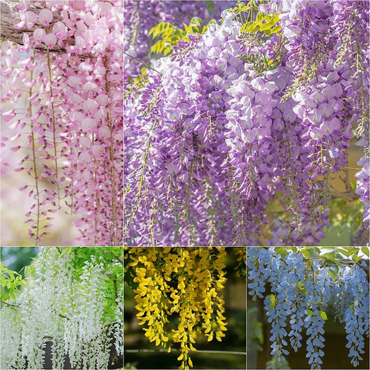 🌸Semínka vistárie – Kaskádovitá krása zahrady po celý rok💗