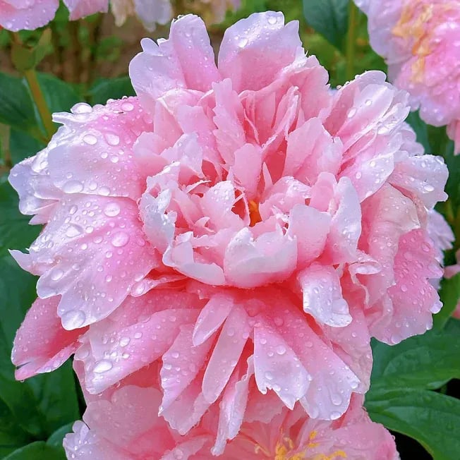 🔥POSLEDNÍ DEN SLEVA 45%🌺KRÁLOVNA KVĚTIN - DVOJITÁ PĚNA