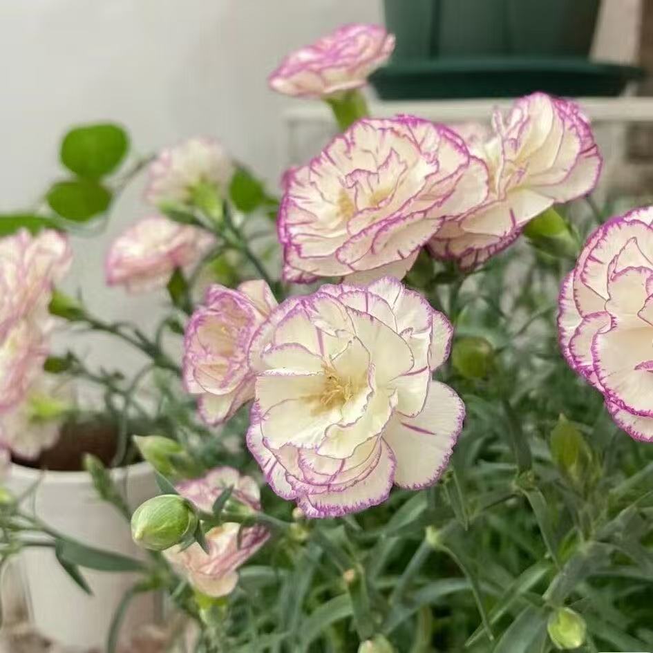Voňavé zahradní kouzlo – Pěstujte klasické karafiáty, které ohromí každou sezónu🌺