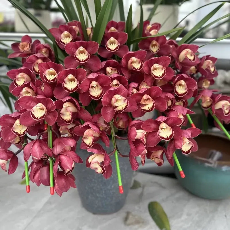 👑 Královna orchidejí – cibulky cymbidia s dlouhou životností