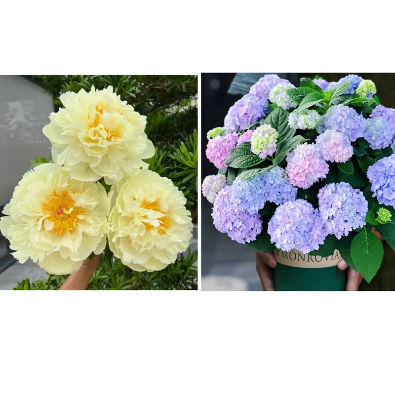 🔥POSLEDNÍ DEN SLEVA 45%🌺KRÁLOVNA KVĚTIN - DVOJITÁ PĚNA
