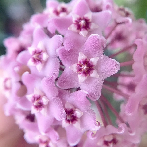 ✨Hoya Bulbs – Hvězdy padající z nebe✨