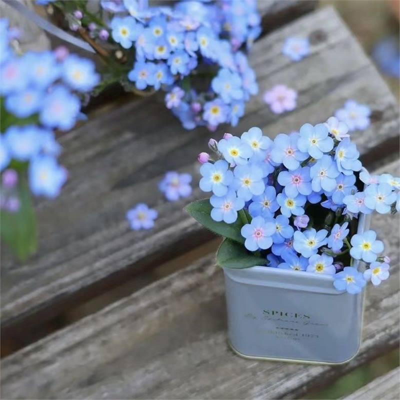 Semínka pomněnek Blue Memory – Kvalitní a testované květy do venkovské zahrady 🌿💙