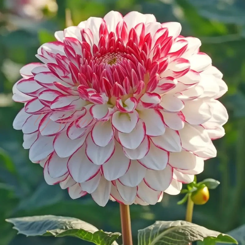 🌸Vzácné dvojité jiřiny – výrazné květy, které běžné zahrady nikdy nemají