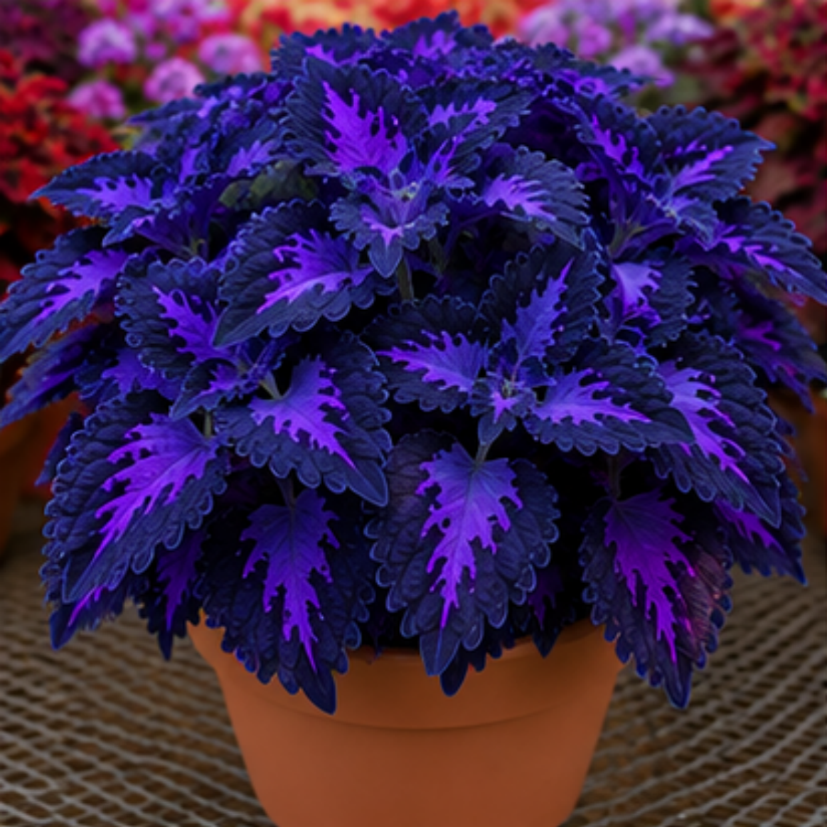 🌿Cibuloviny Coleus🌷 – Naplňte svou zahradu barvami🌈