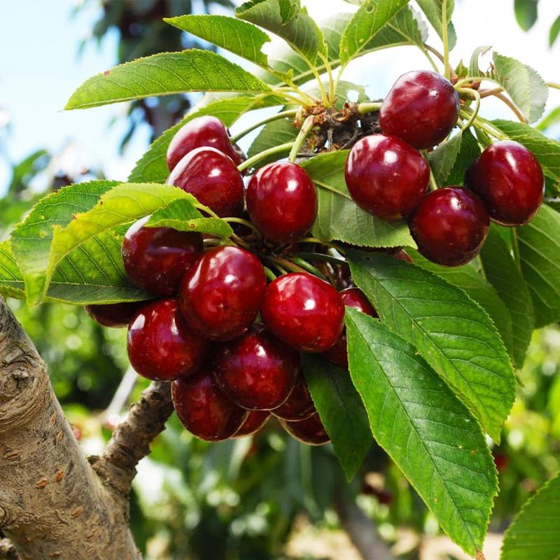 🍒 (Nová sklizeň) Semínka sladké třešně 🌿Předběžně připravena pro vysokou klíčivost (99% klíčivost)