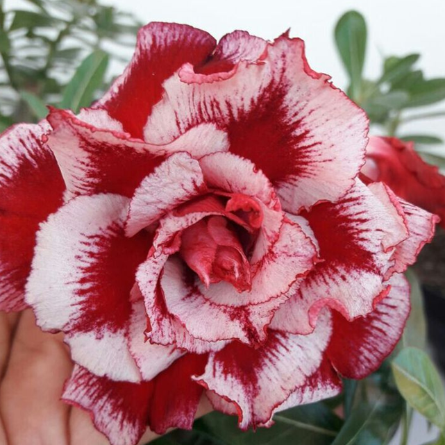 🎁Cibulky pouštní růže🌵Velmi snadná péče! 🌸Cibulky Adenium Obesum