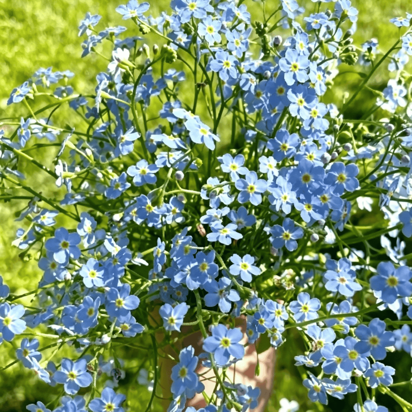 Semínka pomněnek Blue Memory – Kvalitní a testované květy do venkovské zahrady 🌿💙