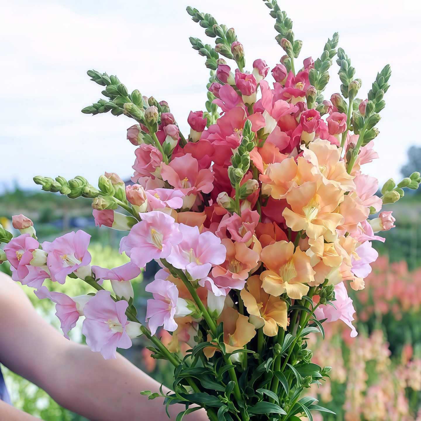 Semínka dračího ocasu Royal Garden – volba zahradníků pro vysoké, barevné květy řezaných květin 🌸