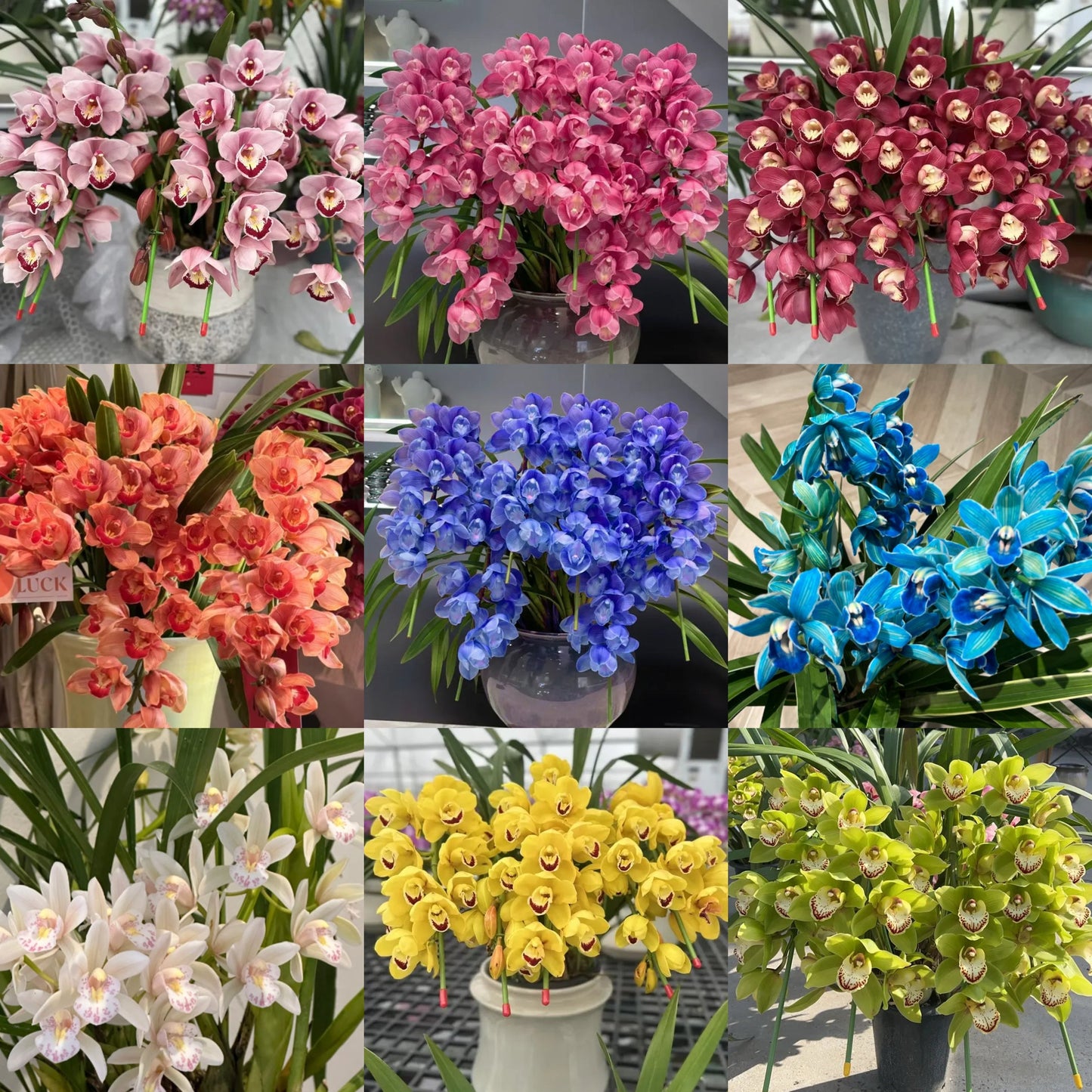 👑 Královna orchidejí – cibulky cymbidia s dlouhou životností