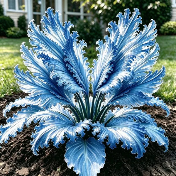 🌱Vzácné cibule hosty Swan Feather - 🦢 Půvabné listy, které se rozkládají jako labutí křídla