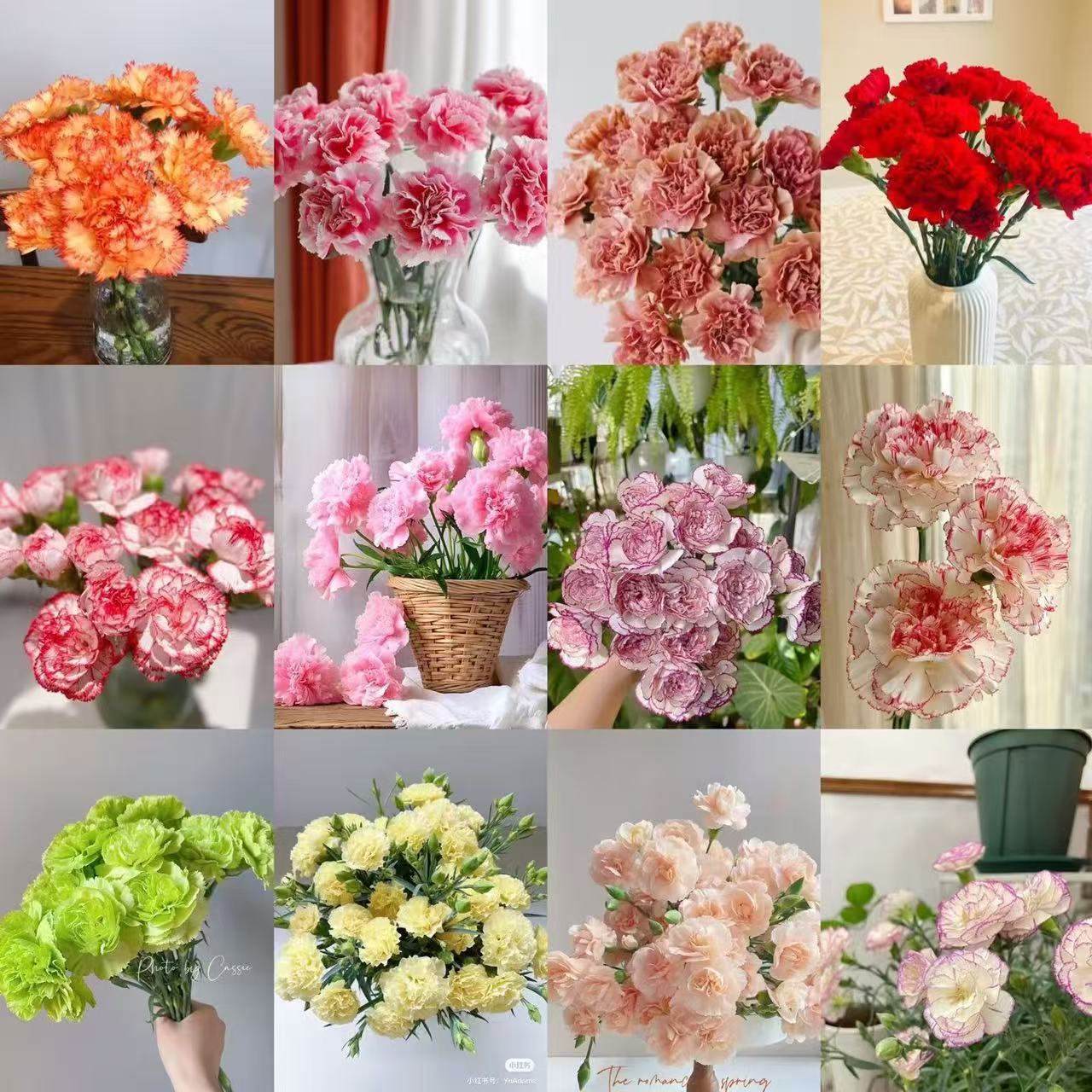 Voňavé zahradní kouzlo – Pěstujte klasické karafiáty, které ohromí každou sezónu🌺