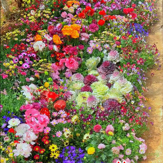🔥Poslední den prodeje💐Smíšená semena trvalek - přes 60 různých odrůd