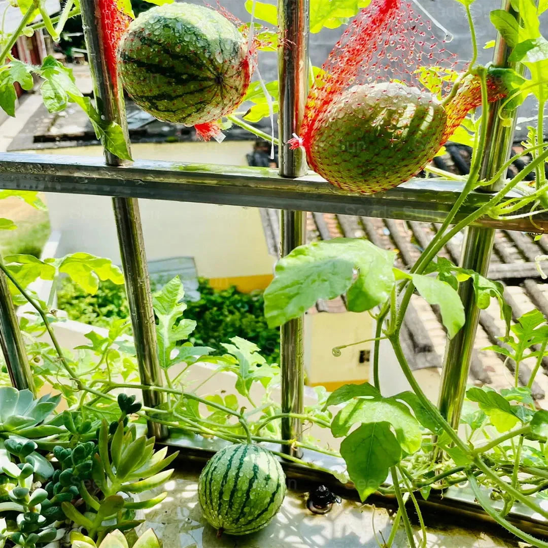 🍉Jarní červený nefrit – sladký meloun, který potěší celou rodinu