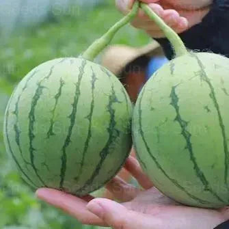 🍉Jarní červený nefrit – sladký meloun, který potěší celou rodinu