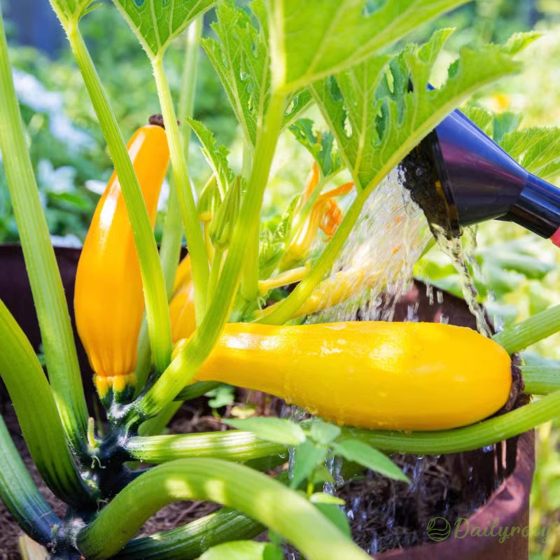 Banánová cuketa - Zlatá cuketa🌿Lze pěstovat po všechna roční období