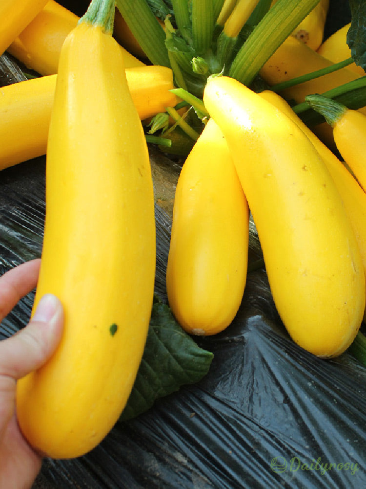 Banánová cuketa - Zlatá cuketa🌿Lze pěstovat po všechna roční období