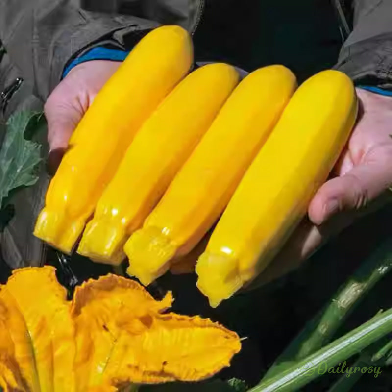 Banánová cuketa - Zlatá cuketa🌿Lze pěstovat po všechna roční období