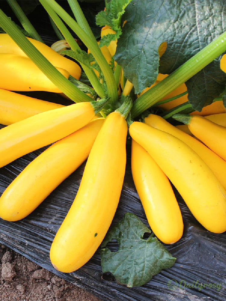 Banánová cuketa - Zlatá cuketa🌿Lze pěstovat po všechna roční období