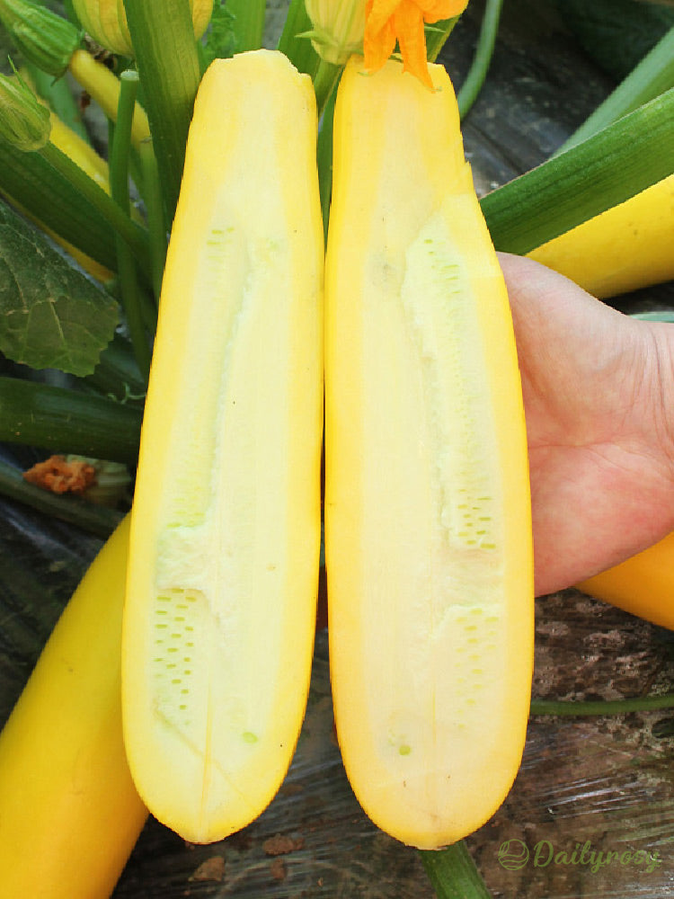Banánová cuketa - Zlatá cuketa🌿Lze pěstovat po všechna roční období