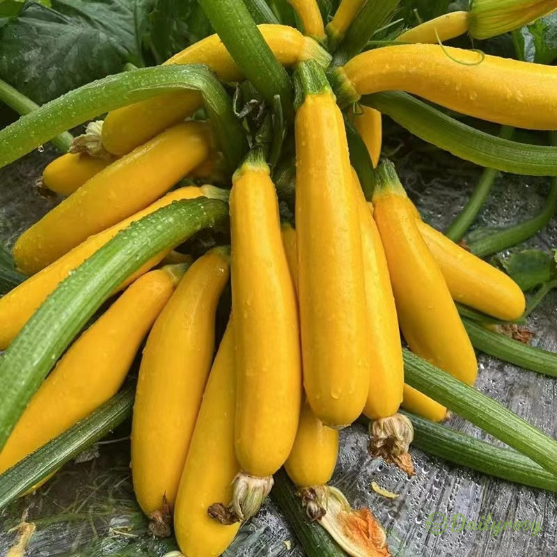 Banánová cuketa - Zlatá cuketa🌿Lze pěstovat po všechna roční období