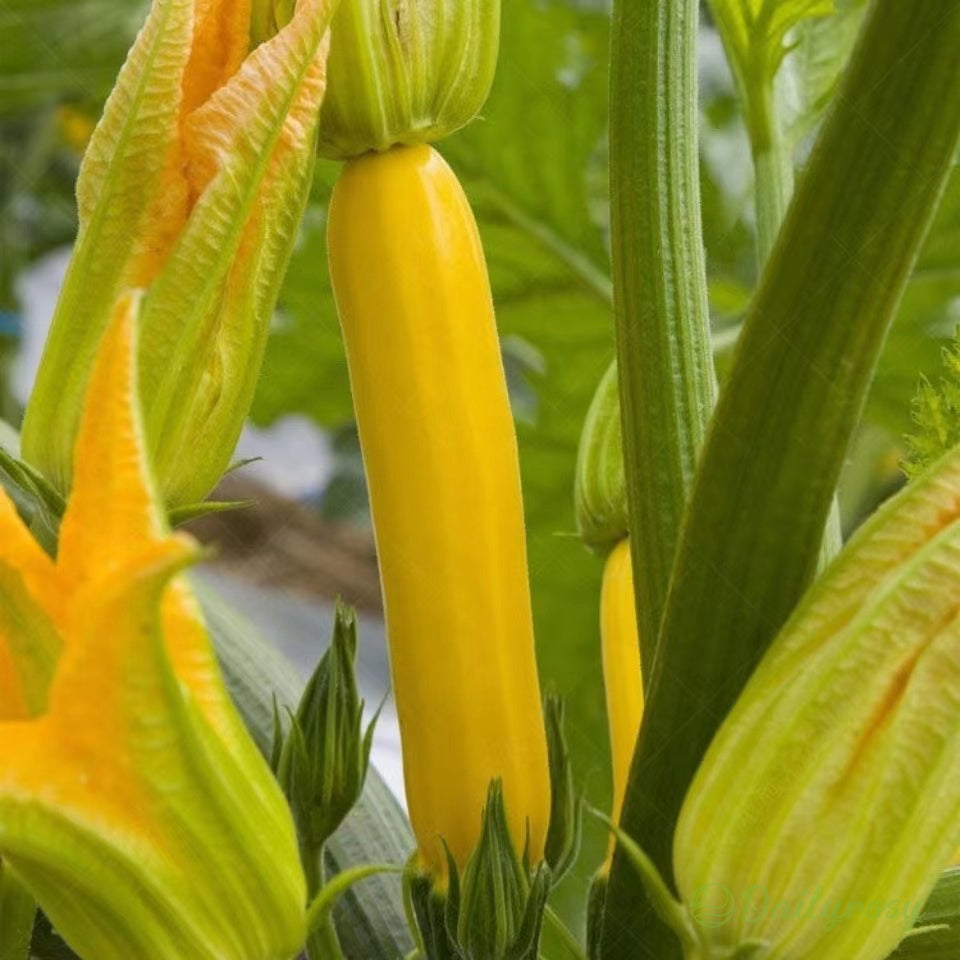 Banánová cuketa - Zlatá cuketa🌿Lze pěstovat po všechna roční období