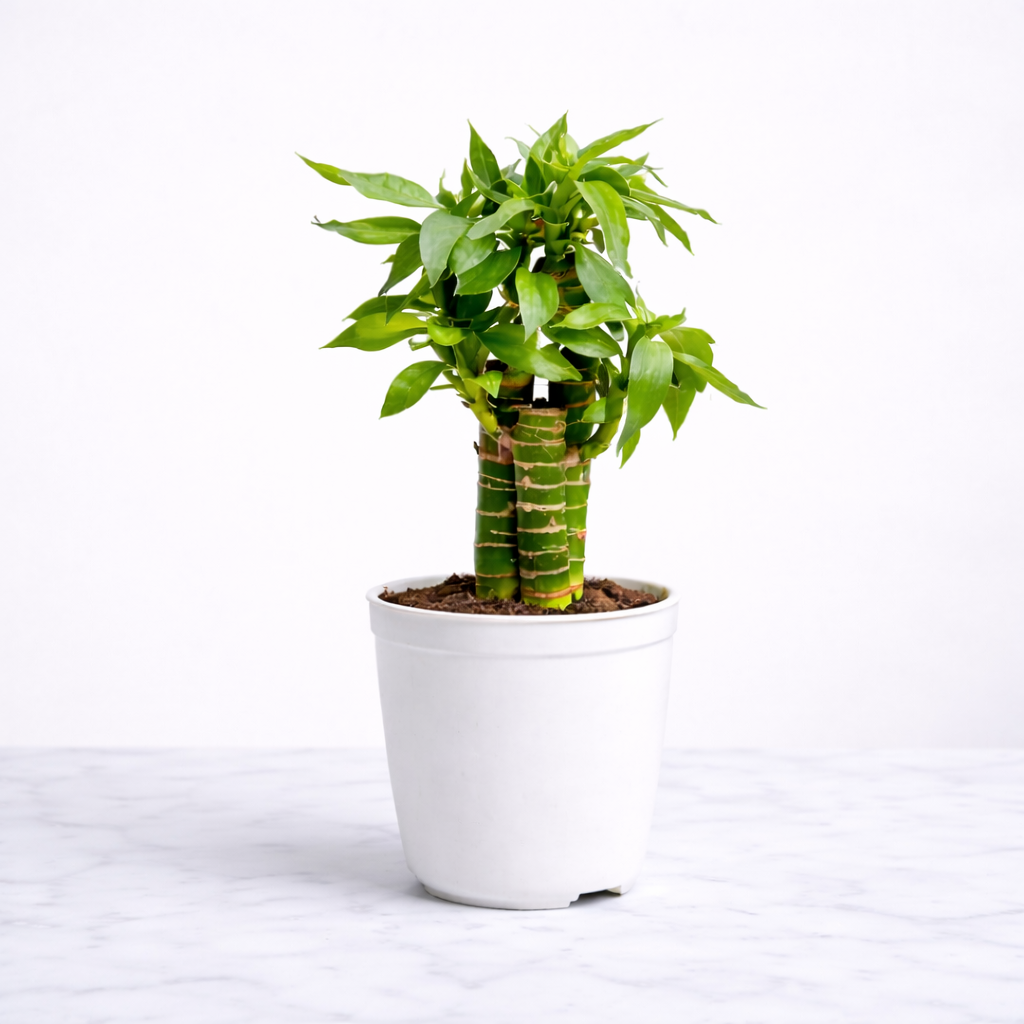 Vastu Prosperita Duo