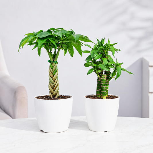 Vastu Prosperita Duo