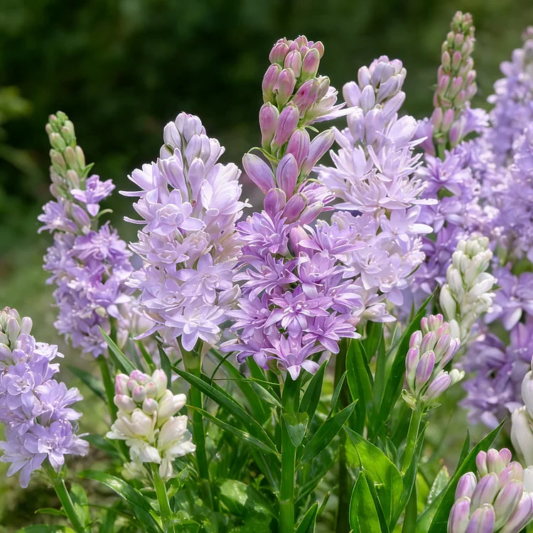 🌺Dvojitě parfémované cibulky tuberózy – Měsíční zahradní květina