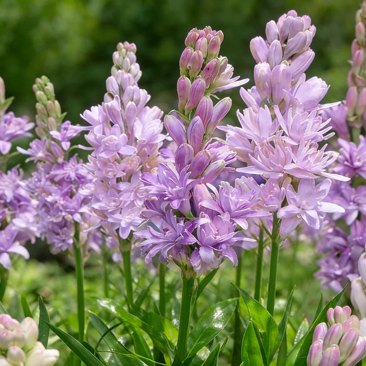🌺Dvojitě parfémované cibulky tuberózy – Měsíční zahradní květina