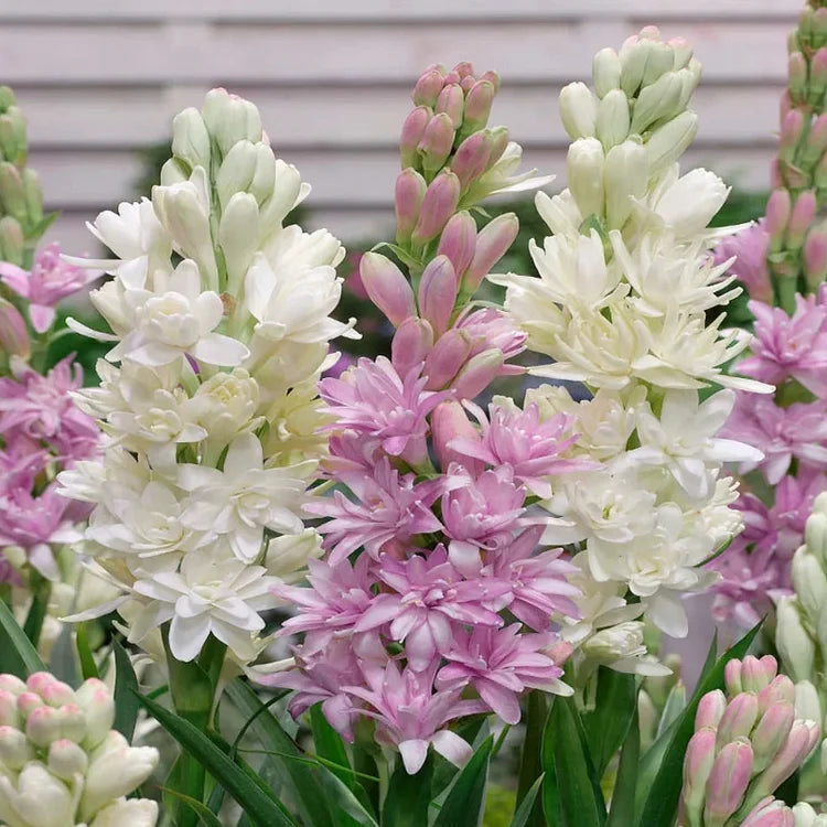 🌺Dvojitě parfémované cibulky tuberózy – Měsíční zahradní květina