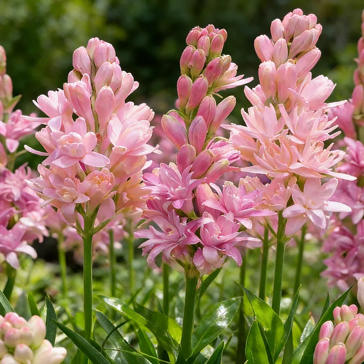 🌺Dvojitě parfémované cibulky tuberózy – Měsíční zahradní květina