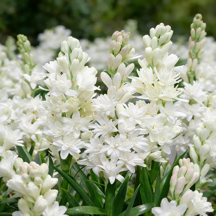 🌺Dvojitě parfémované cibulky tuberózy – Měsíční zahradní květina