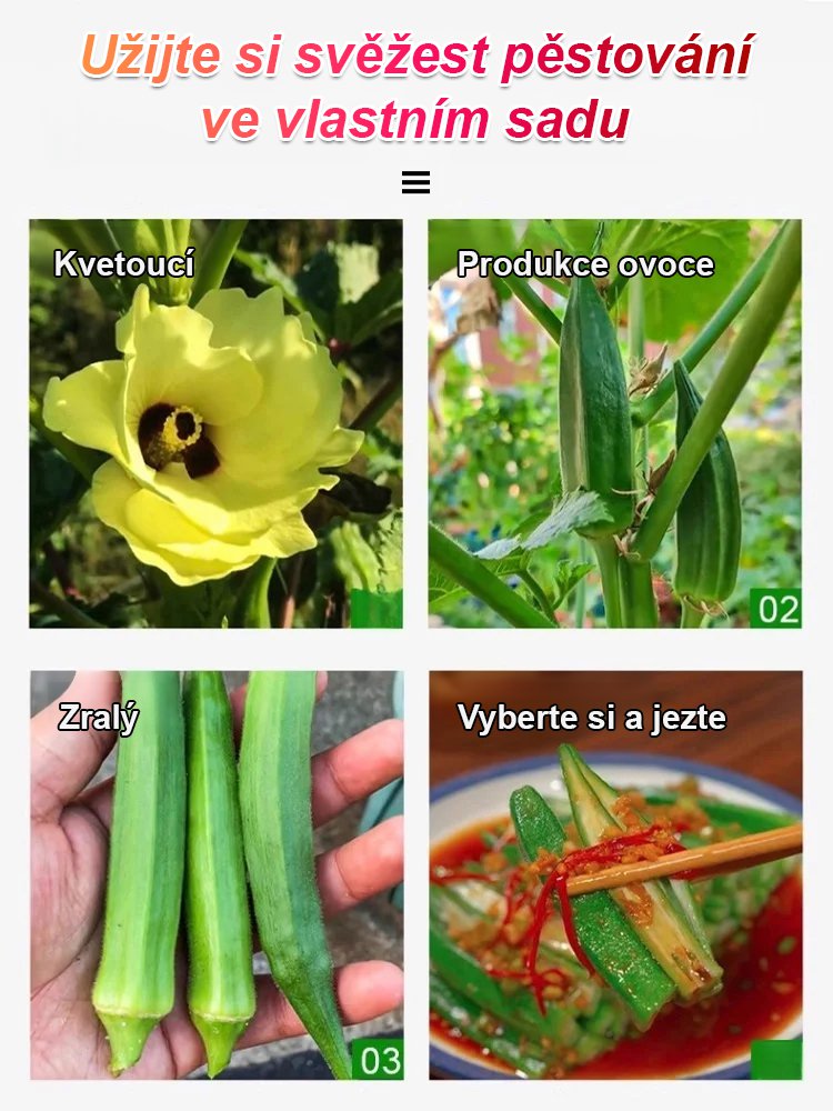 【Výživná a sytá】Vysoce výnosná semena červené okry odolná vůči chladu a suchu.