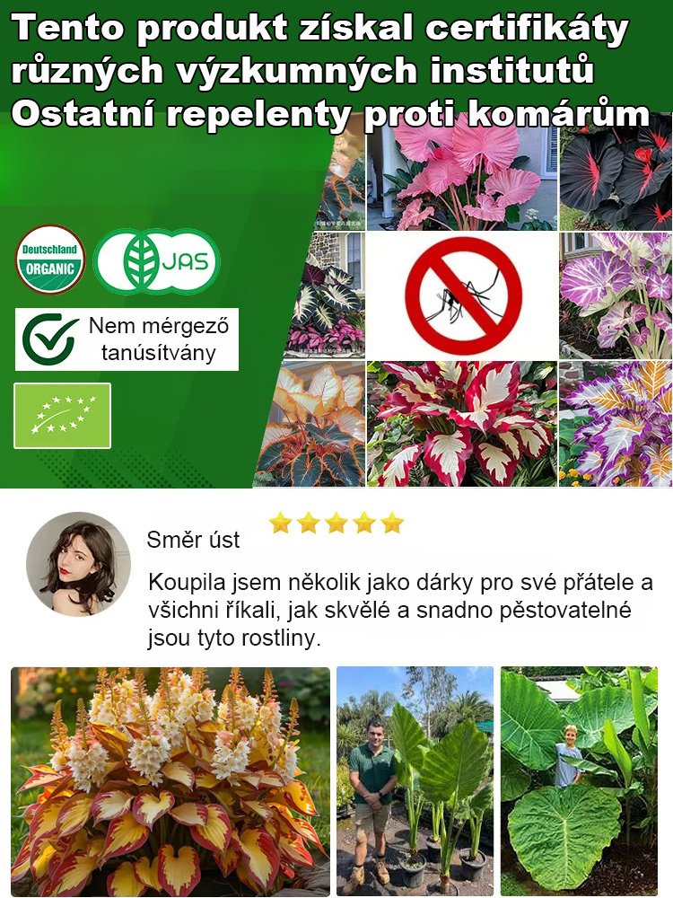 Semena vzácného pestrolistého hosty