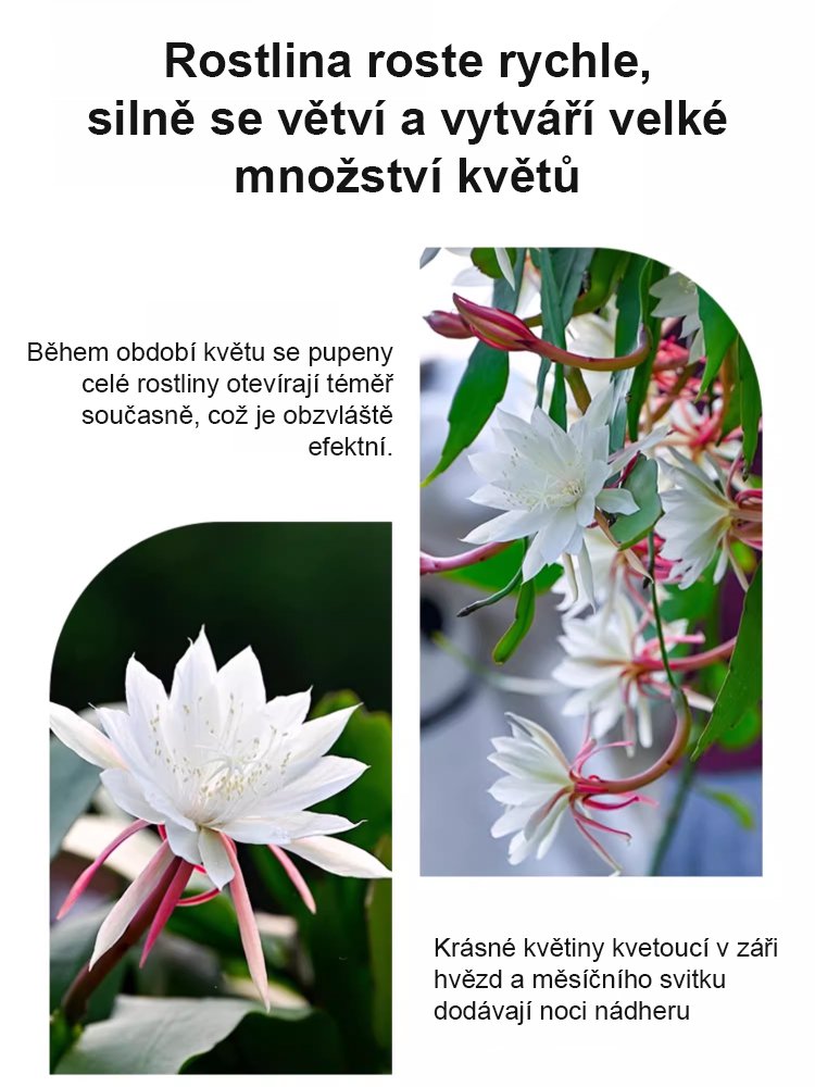 Vůně tisíce mil – Nenáročná semena vzácné noční květiny