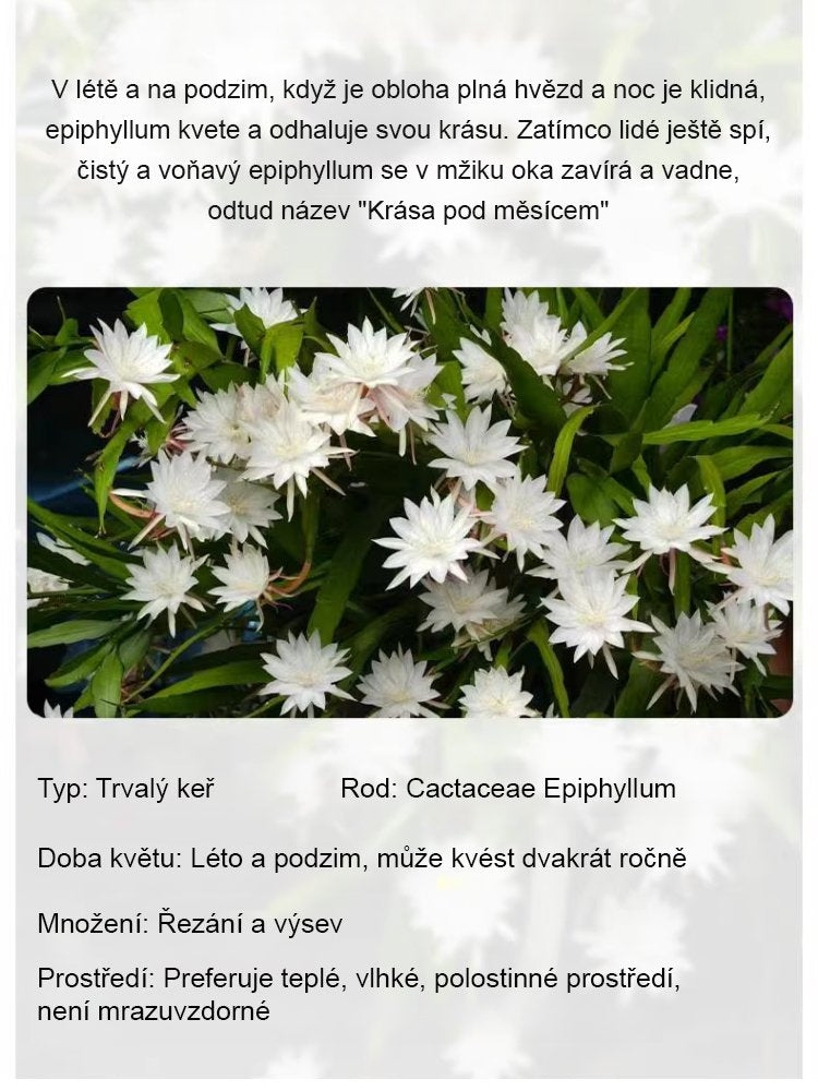 Vůně tisíce mil – Nenáročná semena vzácné noční květiny
