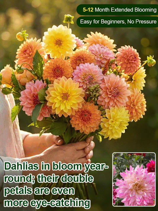 【Přímý prodej】Cibulky jiřin Four Seasons