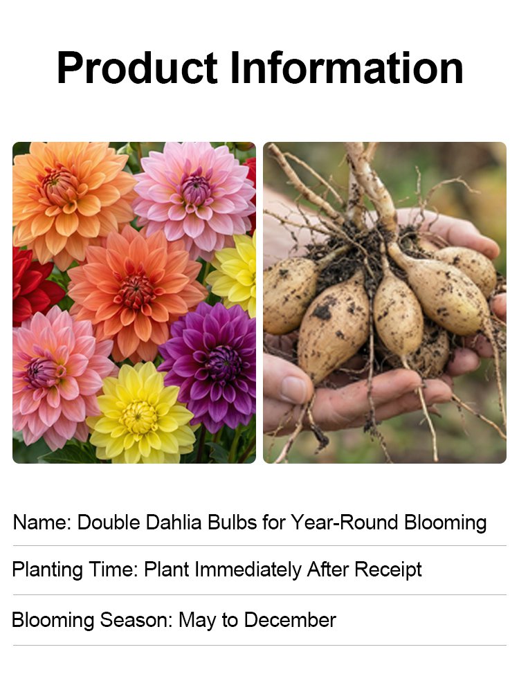 【Přímý prodej】Cibulky jiřin Four Seasons