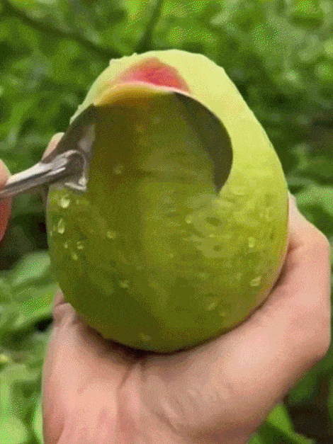 [Vitamínová bomba C] Sazenice bio červené guavy