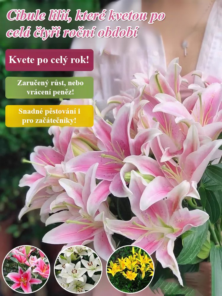 Cibule přesličky Four Seasons