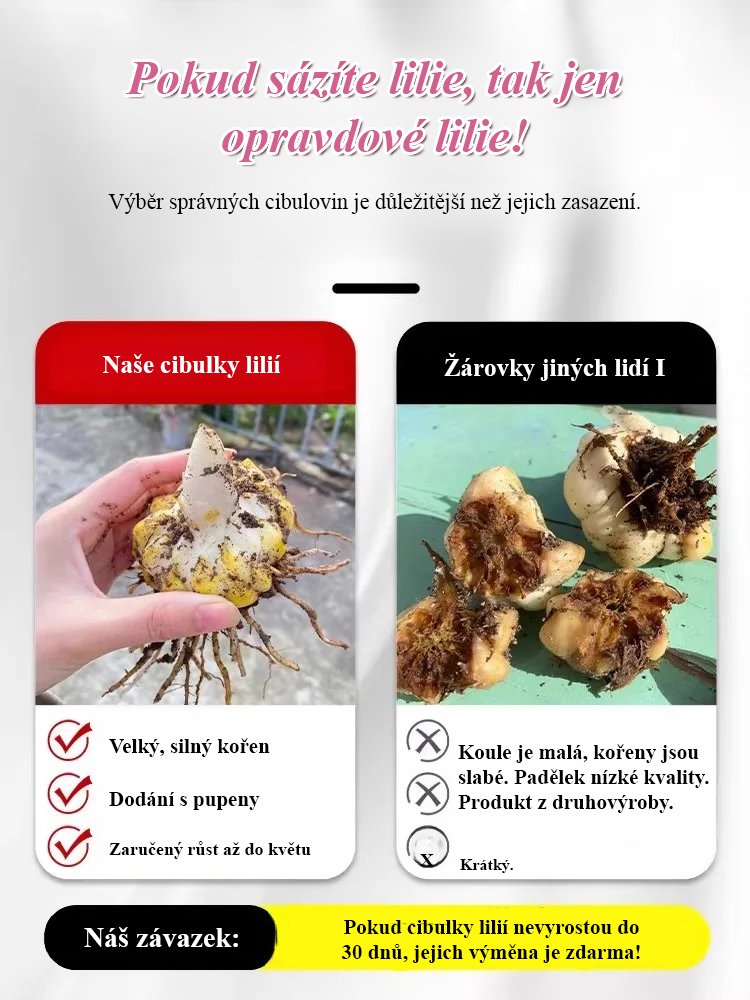 Cibule přesličky Four Seasons