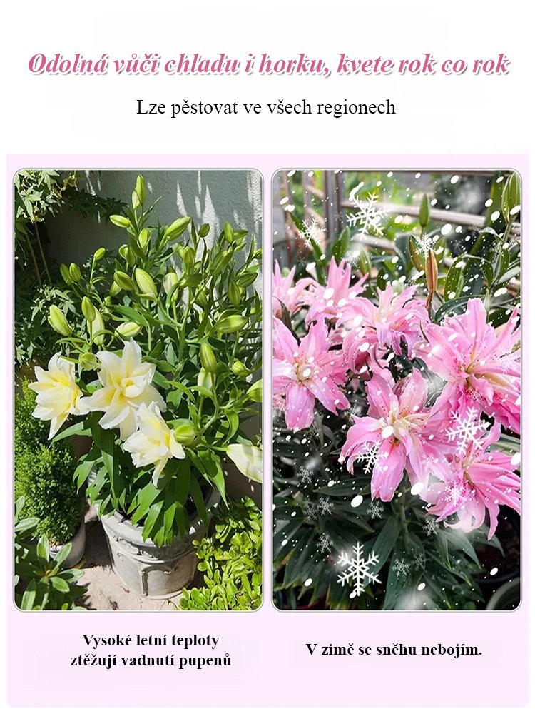 Cibule přesličky Four Seasons