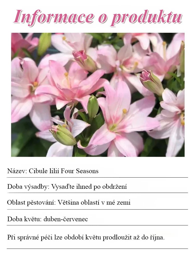 Cibule přesličky Four Seasons