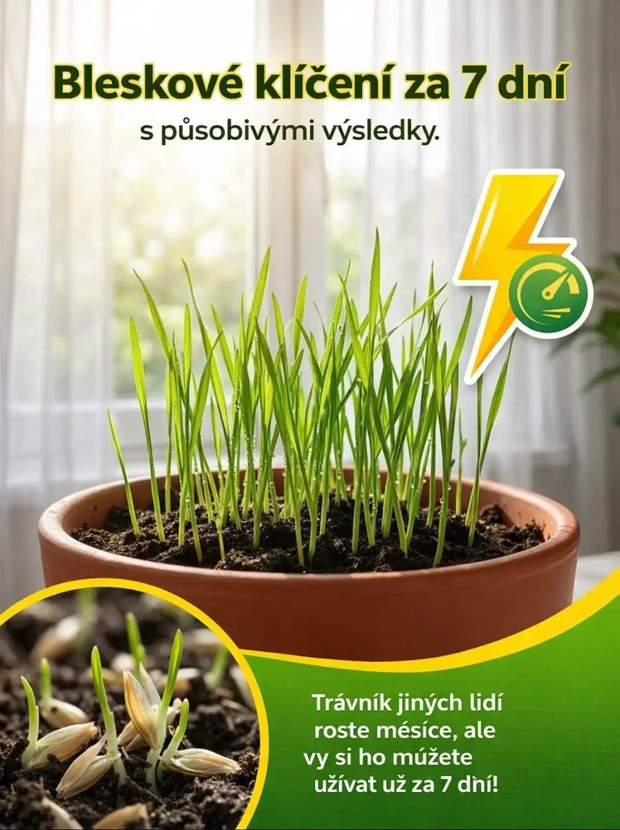 【Klíčivost 99%】Semena odolného trávníku čtyřsezónní zeleně